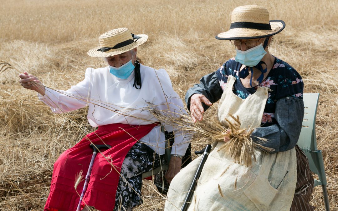 La siega tradicional difunde la cultura agrícola de Tegueste
