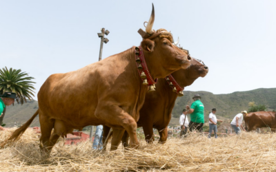 El Ayuntamiento de Tegueste destina 70.000 euros a subvenciones para agricultores y ganaderos