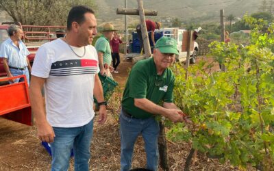 El Ayuntamiento recoge más de 500 kilos de uva en la Finca Los Zamorano